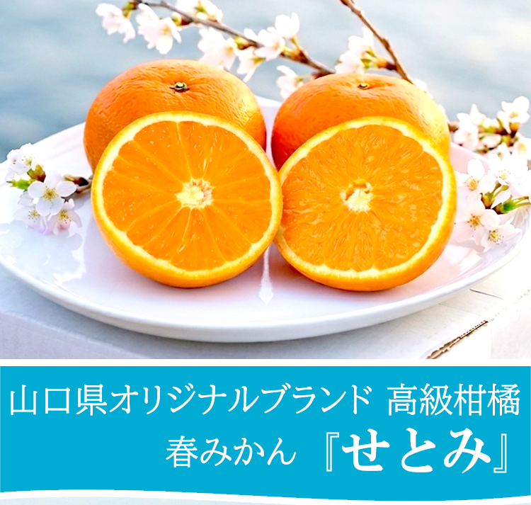 春みかん「せとみ」