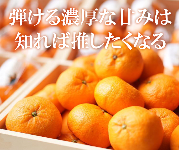 弾ける濃厚な甘み