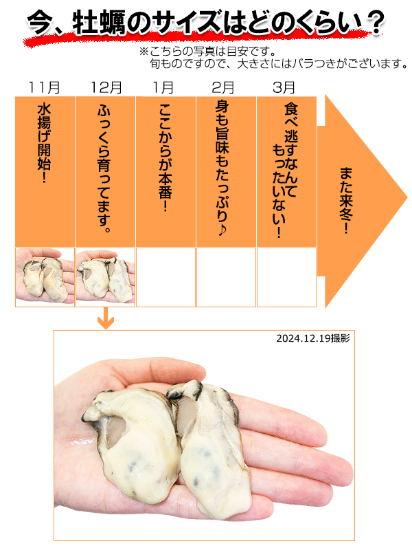 広島牡蠣のサイズ