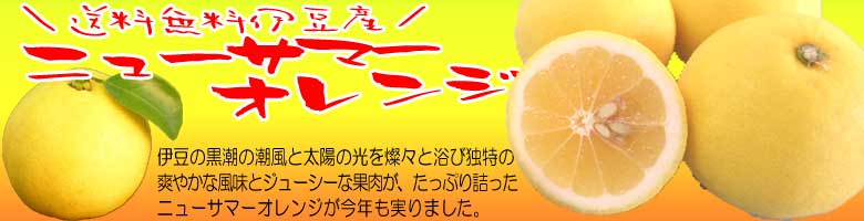 伊豆産ニューサマーオレンジ