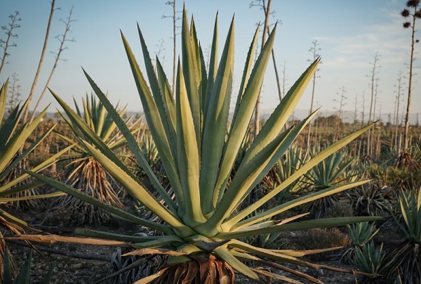 agave