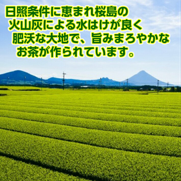 新茶 リーフ 知覧茶 100g メール便 3袋より送料無料 ギフト 送料込み 2024 緑茶 煎茶 茶葉 父の日 母の日 プレゼント お茶 日本茶 お土産 グリーンティー｜kyoshin-seicha｜03