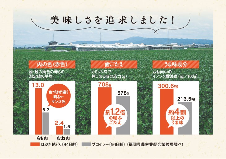 はかた地どり水炊きセット