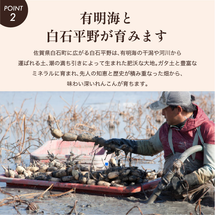 もちもちれんこん(フレッシュ)300g×6P入