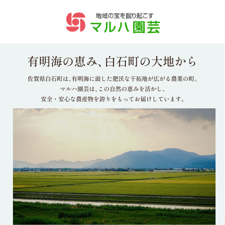 もちもちれんこん(フレッシュ)300g×6P入