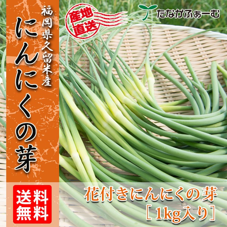 にんにくの芽 1kg