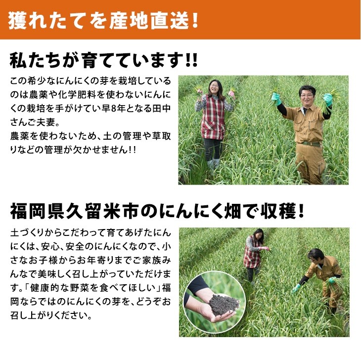 にんにくの芽 1kg