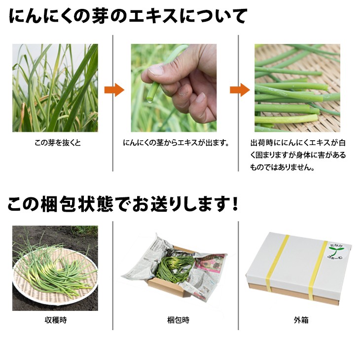 にんにくの芽 1kg