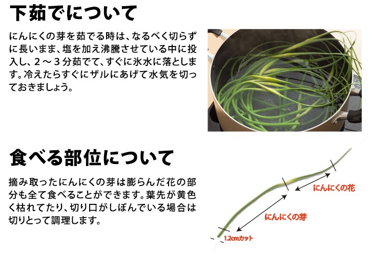 にんにくの芽 1kg
