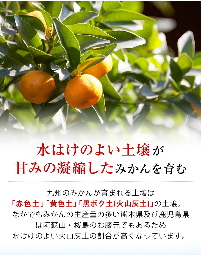 みかん 訳あり 送料無料 2セット購入で1セットおまけ 1セット1.5kg入