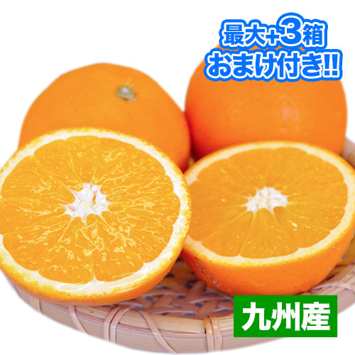 食品 ・ フルーツ ・ みかん、柑橘類 | infoseeds.com.br