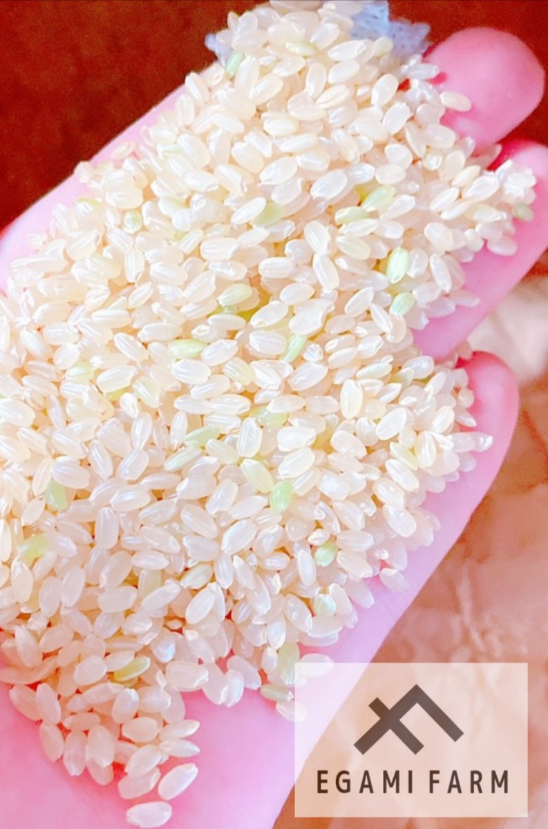 早期予約】【新米】無農薬玄米20kg 20キロ 農家直送 福岡県産 早期予約】【新米】無農薬玄米20kg 20キロ 農家直送 福岡県産