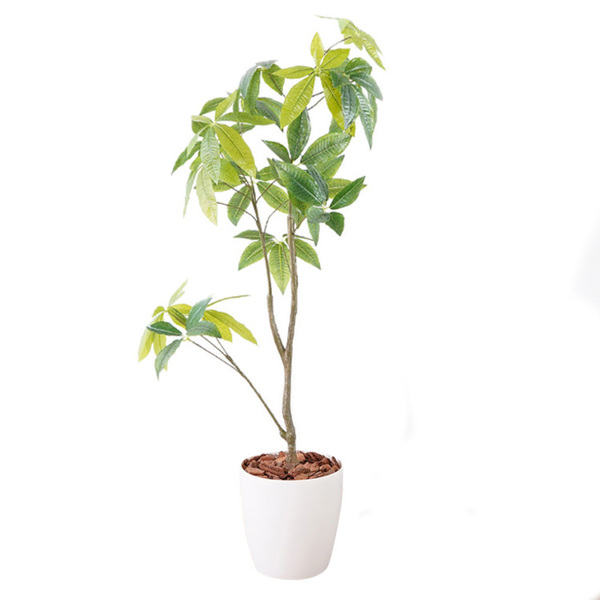 観葉植物 パキラ 23027 (代引不可)(TD) : SIMPLE STYLE ヤフー店