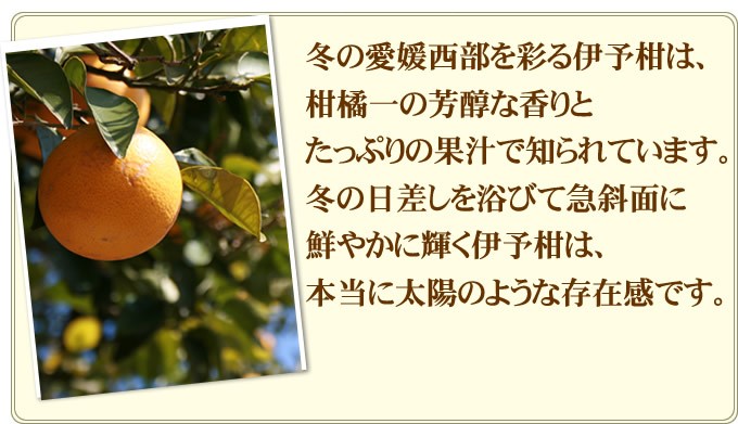 冬の愛媛西部を彩る伊予柑