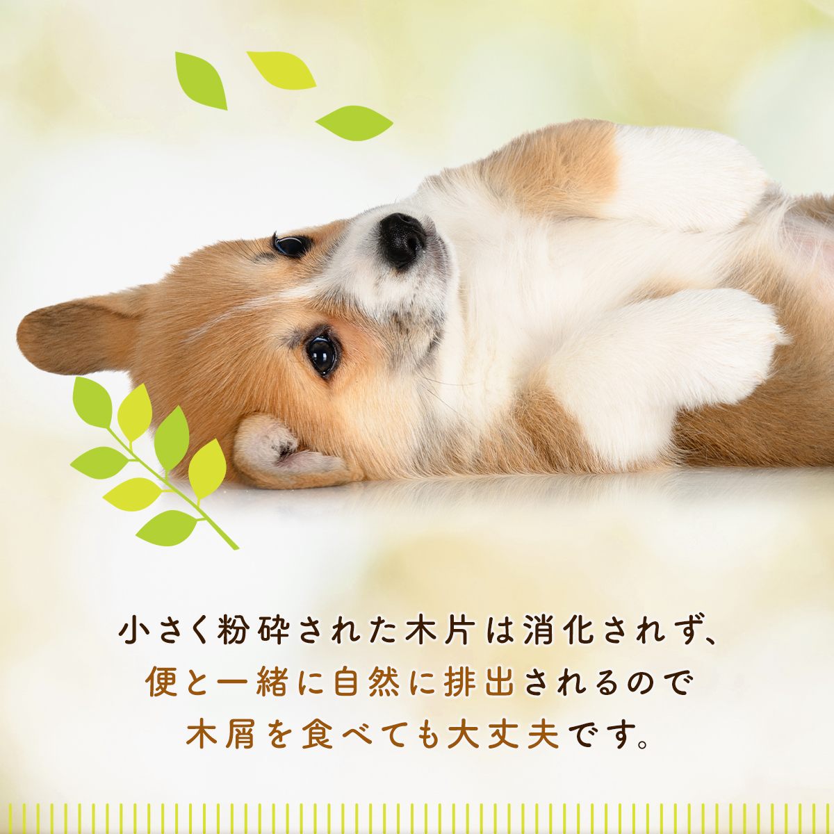 飼犬手噛 41QjGjh6T1L.jpg_BO30,255,255,
