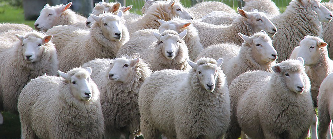 羊のお話 手紡ぎ 織り 羊毛 の ラ メール 通販 Yahoo ショッピング