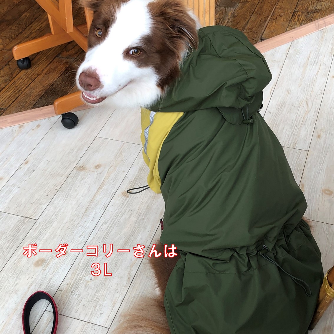 3L 素早く着せれるレインコート犬用レンコート 犬 ボーダーコリーサイズ ３L : rain3 : ペットグッズのラリーズカンパニー - 通販 -  Yahoo!ショッピング