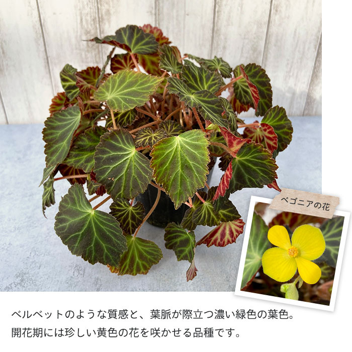 予約販売】 球根性ベゴニア ペアルケイ 3.5号ポット ベゴニア 鉢