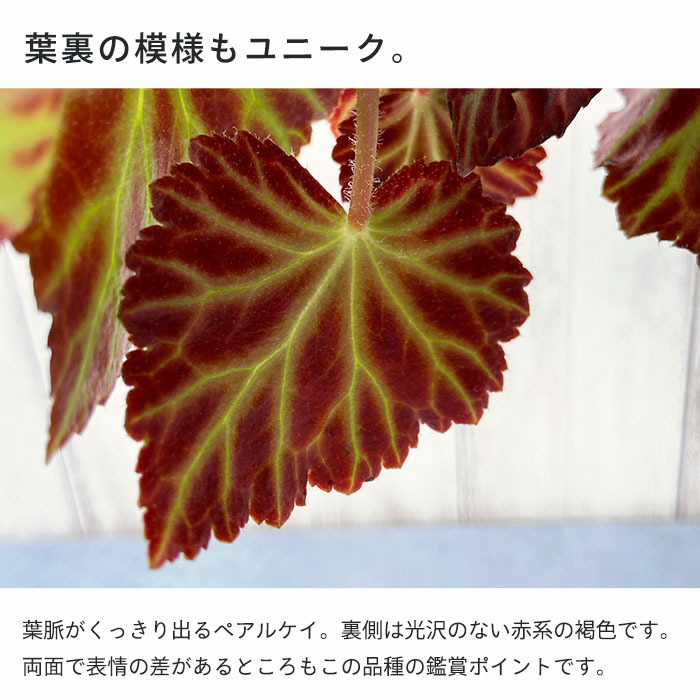 予約販売】 球根性ベゴニア ペアルケイ 3.5号ポット ベゴニア 鉢
