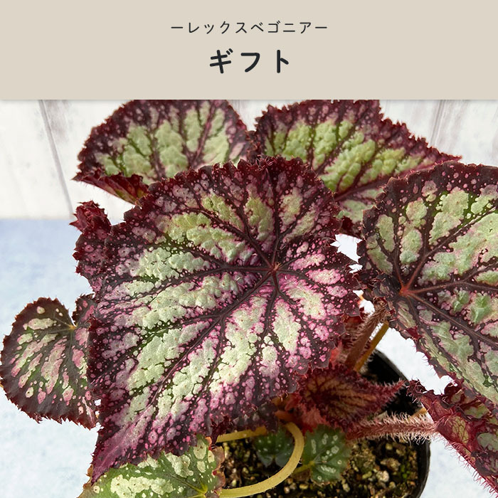 予約販売】 レックスベゴニア ギフト 3.5号ポット ベゴニア 鉢花