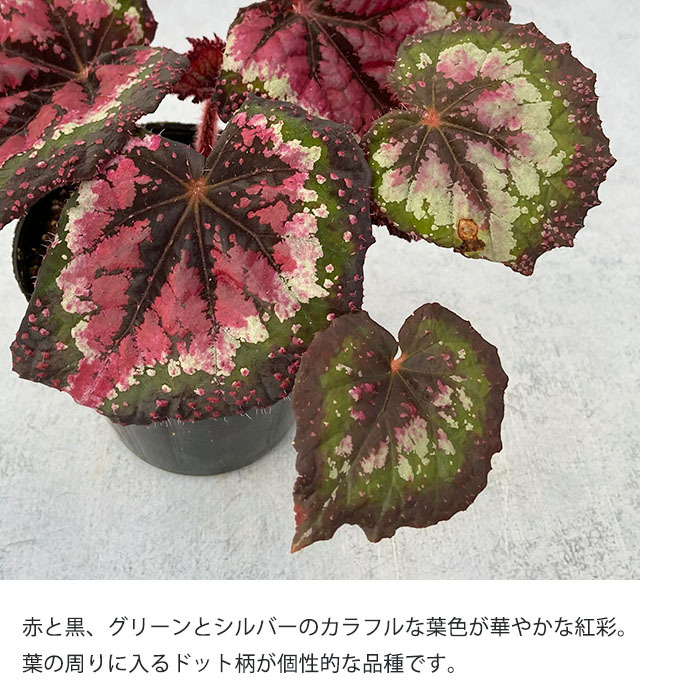 予約販売】 レックスベゴニア 紅彩 3.5号ポット ベゴニア 鉢花