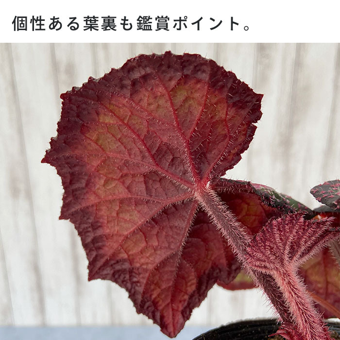 予約販売】 レックスベゴニア 紅彩 3.5号ポット ベゴニア 鉢花