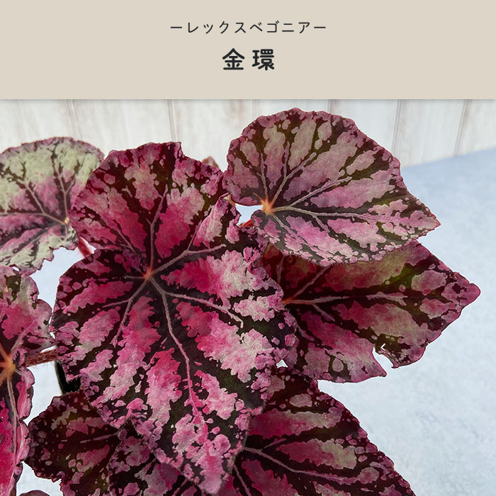 １本¥30 買い合わせおまとめ買い限定 レックスベゴニア 1本¥30 買い合わせおまとめ買い限定 レックスベゴニア 1本¥30 買い