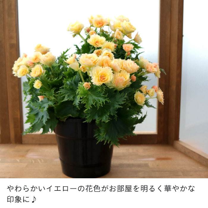 まもなく予約締切】 【予約販売】エラチオールベゴニア ルネッサンス