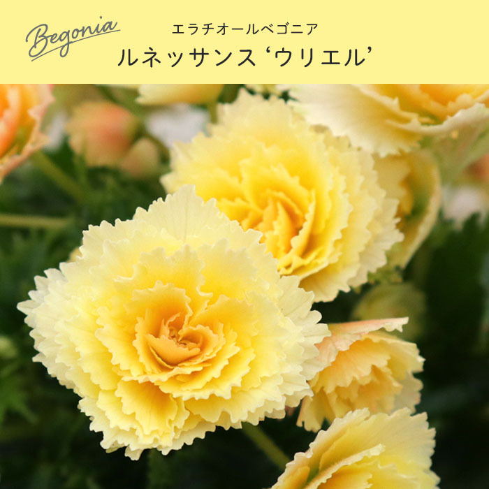 ✨贅を愉しむお花です✨エラチオールベゴニアルネッサンスウリエル 220114_002_1_1.jpg