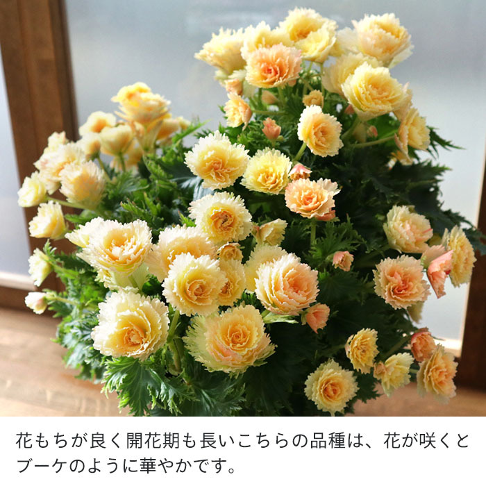まもなく予約締切】 【予約販売】エラチオールベゴニア ルネッサンス
