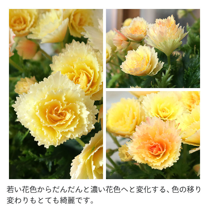 まもなく予約締切】 【予約販売】エラチオールベゴニア ルネッサンス