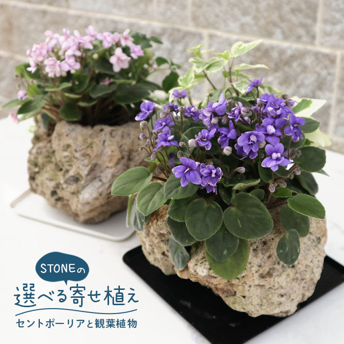 観葉植物）セントポーリア 品種おまかせ フレグランドラウンドポット