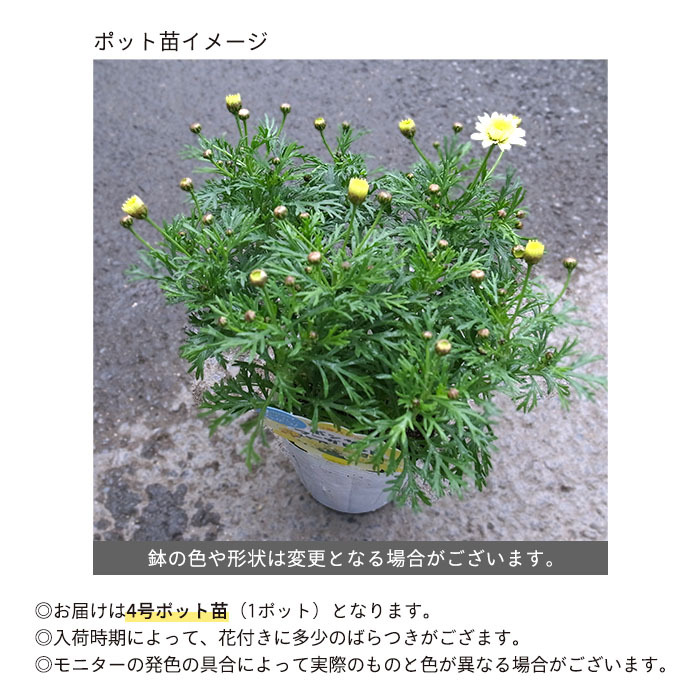 予約販売】選べるボンザ マーガレット 登録品種 4号ポット 花苗