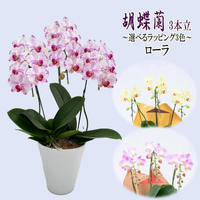 胡蝶蘭 3本 赤い鉢 胡蝶蘭 3本立ち 36輪以上保証(蕾含む) 白赤 / 胡蝶蘭・フラワー