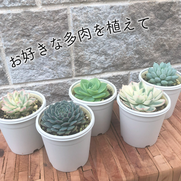 やきものHACCHI 多肉鉢 どうぶつ鉢　新品未使用品 a25_3.jpg