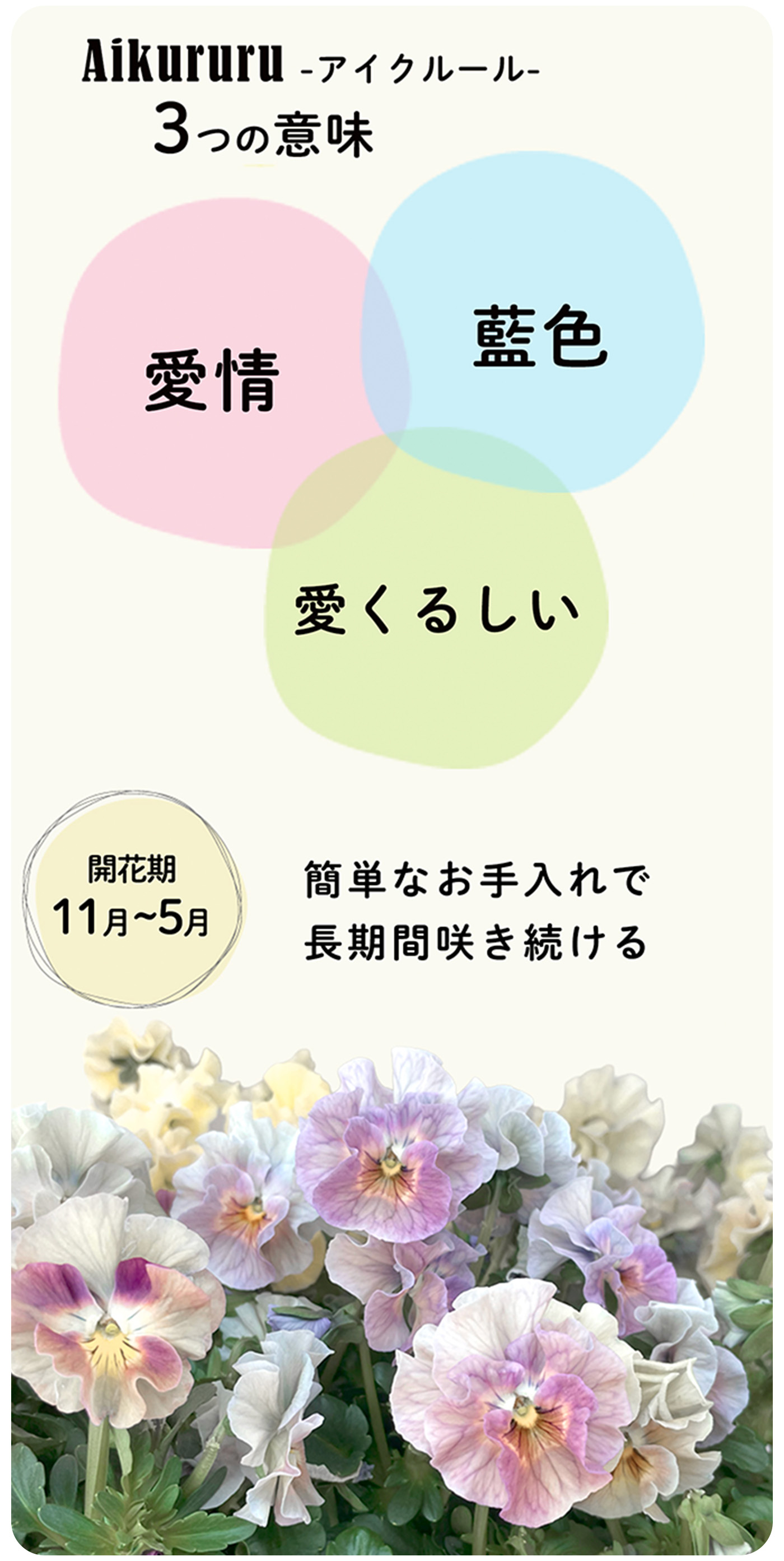 予約販売】 フリル咲きビオラ アイクルール アンティークカラー 花日和