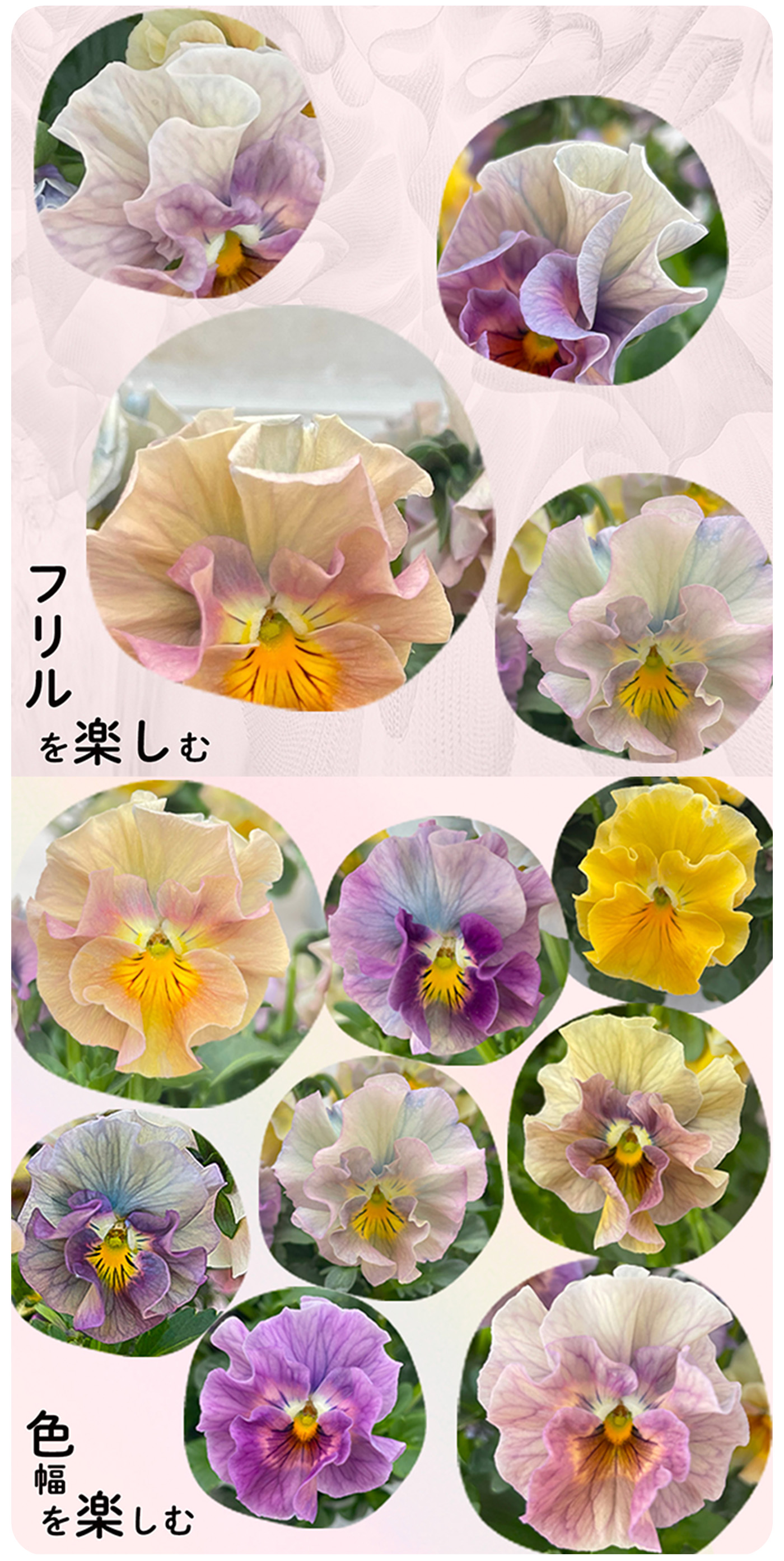 予約販売】 フリル咲きビオラ アイクルール アンティークカラー 花日和