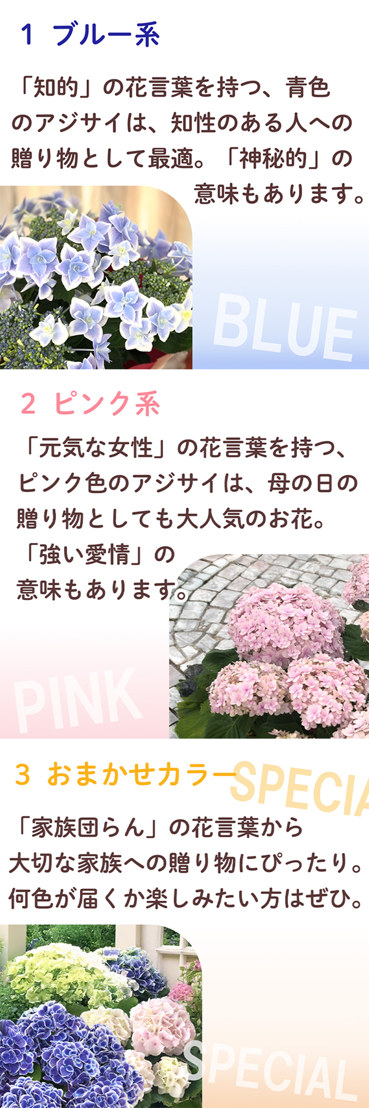 アジサイ2
