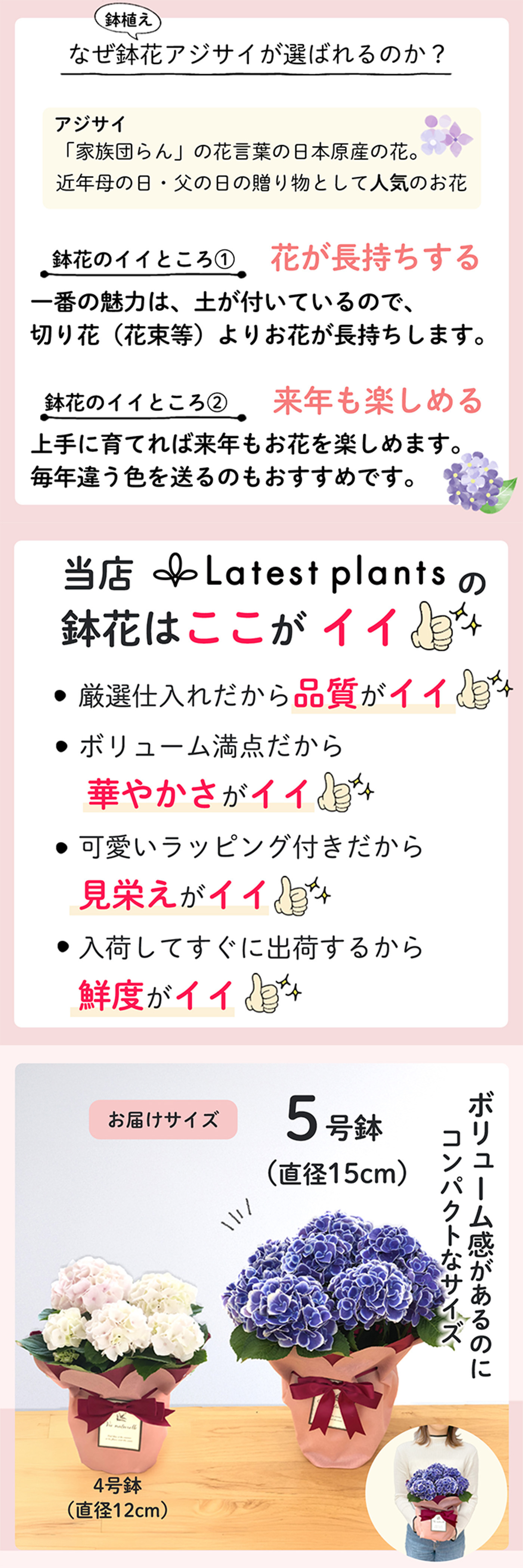 アジサイ3