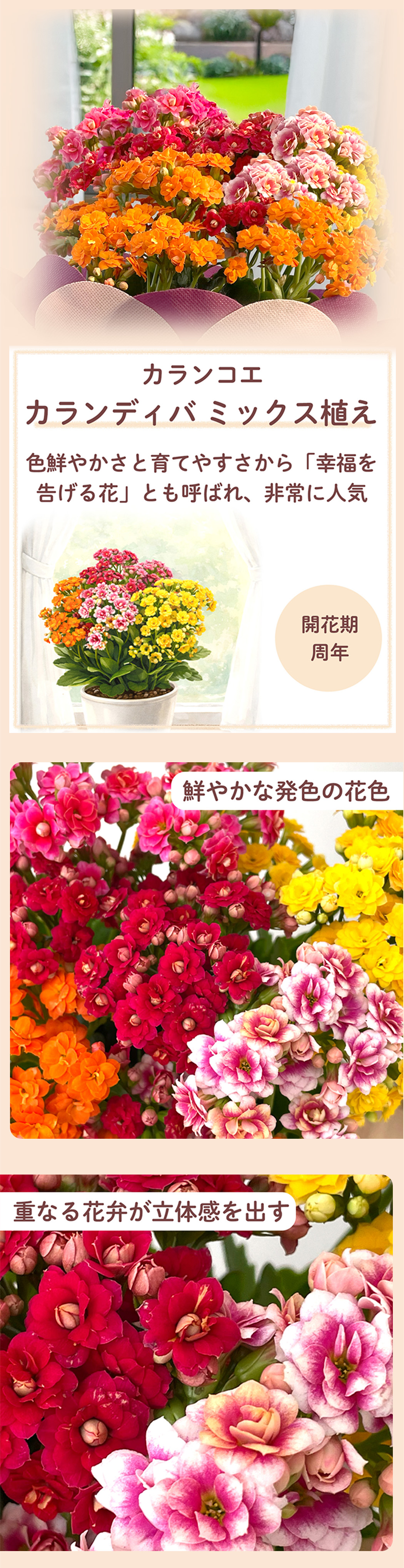 花1