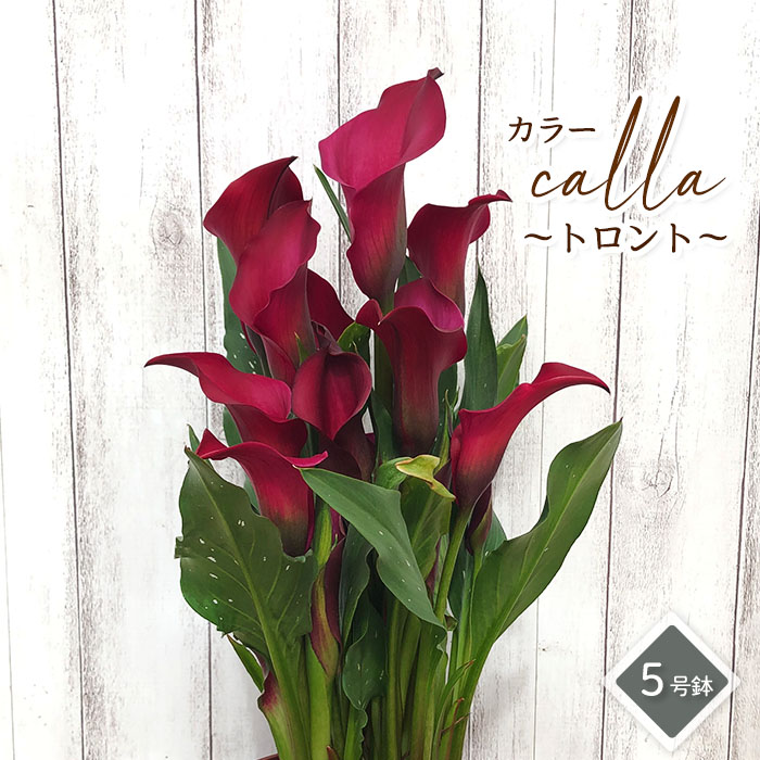 予約販売】華麗なる美 カラー トロント 5号鉢 鉢花 インテリア 4月上旬