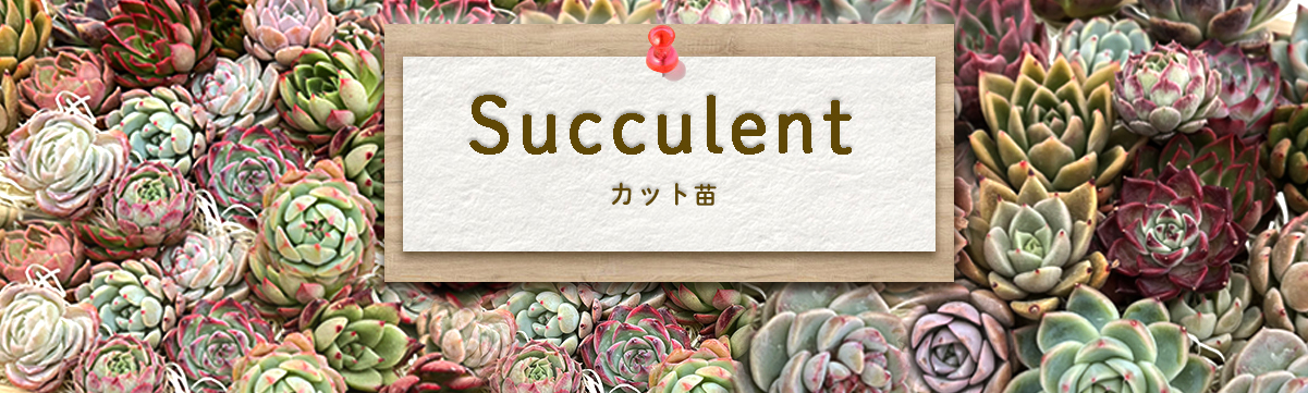 レイテストプランツ - Yahoo!ショッピング