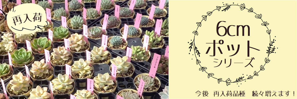 メルカリ便発送‼︎　レイオブライト　変わり斑 4株カット苗 メルカリ便発送‼︎ レイオブライト 変わり斑 4株カット苗 メルカリ便