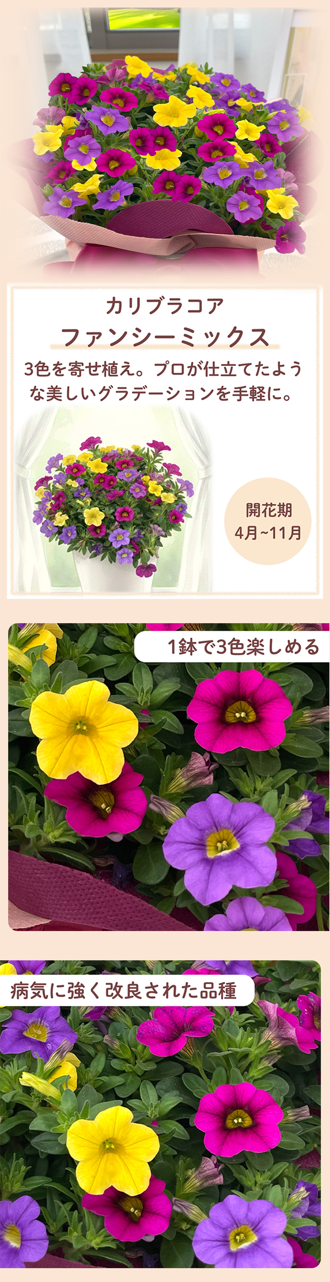 花1
