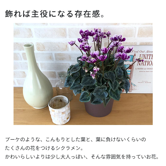 予約販売】送料無料 特選 フェアリーピコ ブルー 5号鉢 ますだ農園 鉢