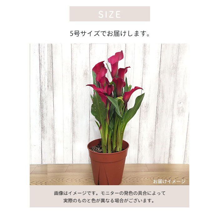 予約販売】華麗なる美 カラー トロント 5号鉢 鉢花 インテリア 4月上旬