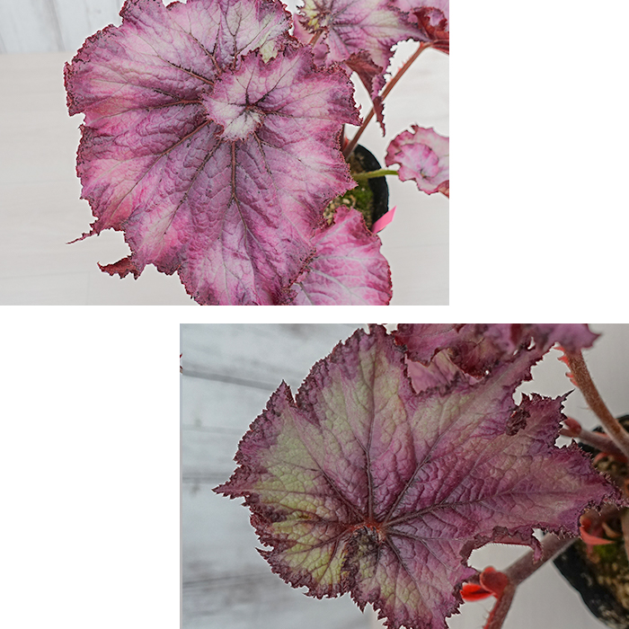 予約販売】 レックスベゴニア アメシストブーケ 3.5号ポット ベゴニア