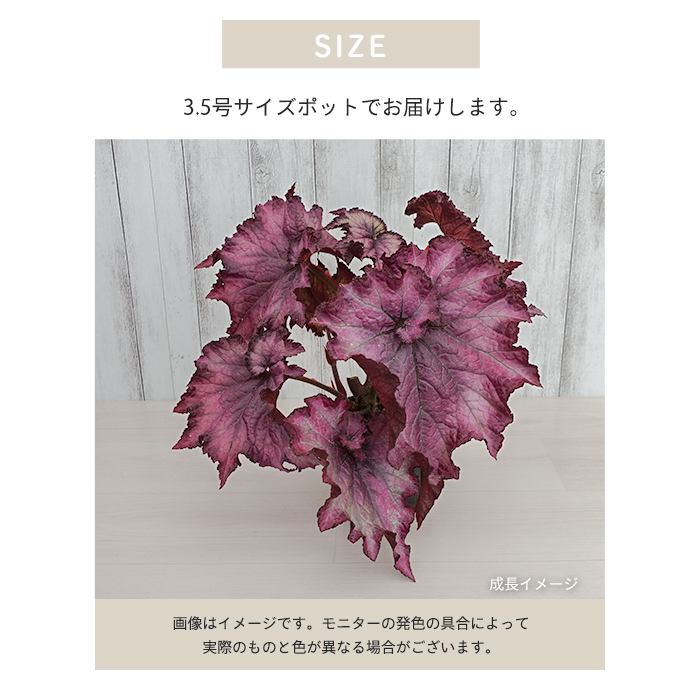 【非加熱】超希少！グリーンアメジストミニドーム⭐️ぽこぽこ花付き 予約販売】 レックスベゴニア アメシストブーケ 3.5号ポット ベゴニア