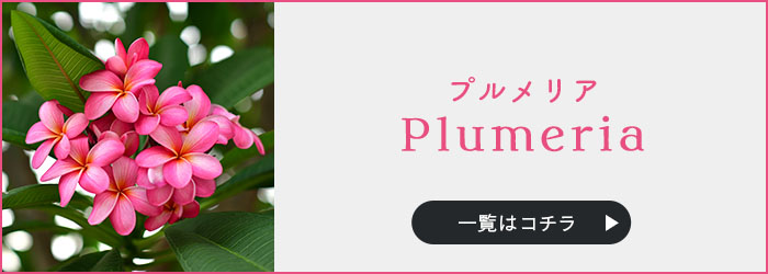 楽天市場】【現品】プルメリア キャプティベイト 5号苗 : 千草園芸
