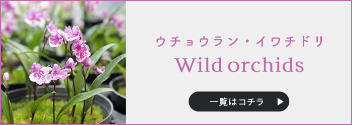 予約販売】送料無料 ウチョウラン ピンク花系 ミックス球根 5球 山野草 福袋 羽蝶蘭 うちょうらん bio 2月下旬以降発送 :  l210714004 : レイテストプランツ - 通販 - Yahoo!ショッピング